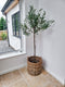 Large Olive Tree - Faux